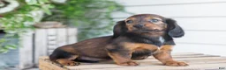 Dachshund dogs for sale: Holly  - Ad 9