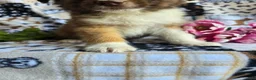 Mixed Breed dogs for sale: Mixed Breed 1 - Ad 2