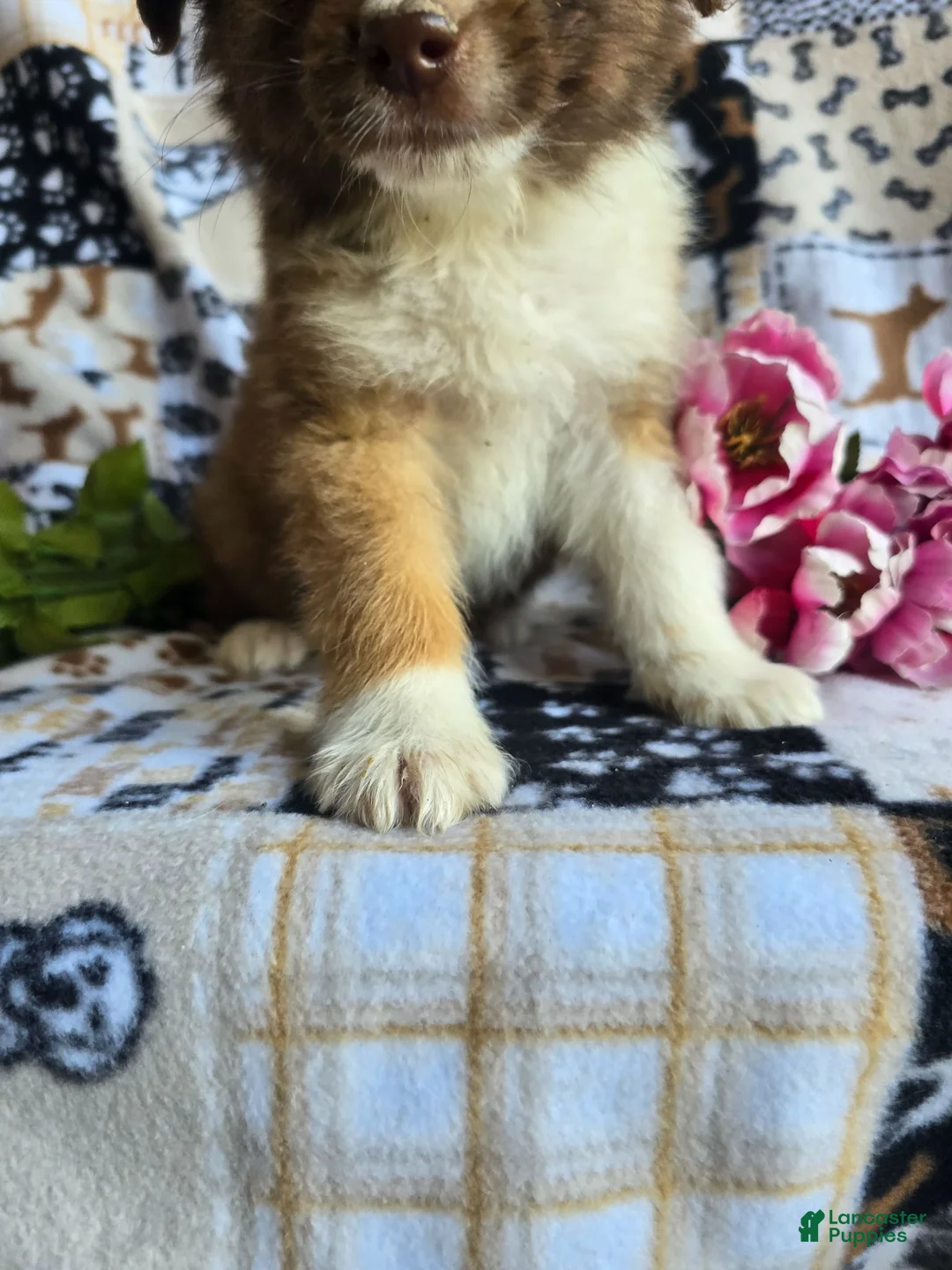 Mixed Breed dogs for sale: Mixed Breed 1 - Ad 2