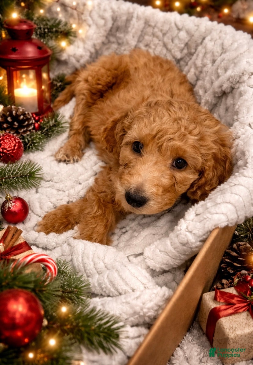 Mini Goldendoodle dogs Mini Goldendoodle Puppy 6 - Ad 5