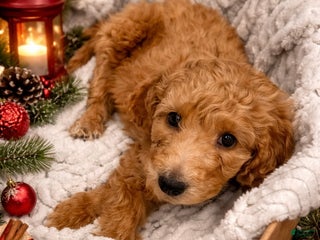 Mini Goldendoodle dogs Mini Goldendoodle Puppy 6 - Ad 5