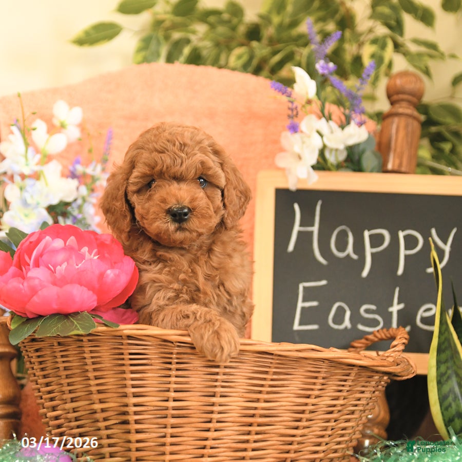 Mini Goldendoodle dogs Sugar - Ad 2