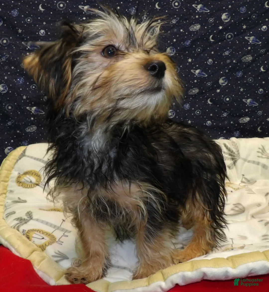 Yochon dogs for sale: Jim - Ad 3