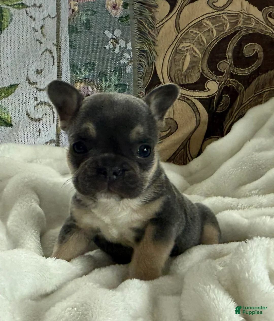 French Bulldog dogs for sale: Wyatt - Ad 20