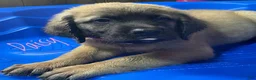English Mastiff dogs for sale: Daisy - Ad 1