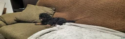 Cavapoo dogs for sale: Cavapoo 1 - Ad 3