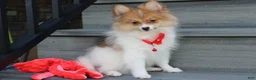Pomeranian dogs for sale: Theo - Ad 14