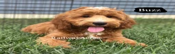 Mixed Breed dogs for sale: Buzz - Ad 3