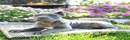 Cane Corso dogs for sale: Titan - Ad 4