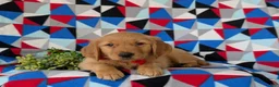Golden Retriever dogs for sale: Collins - Ad 5