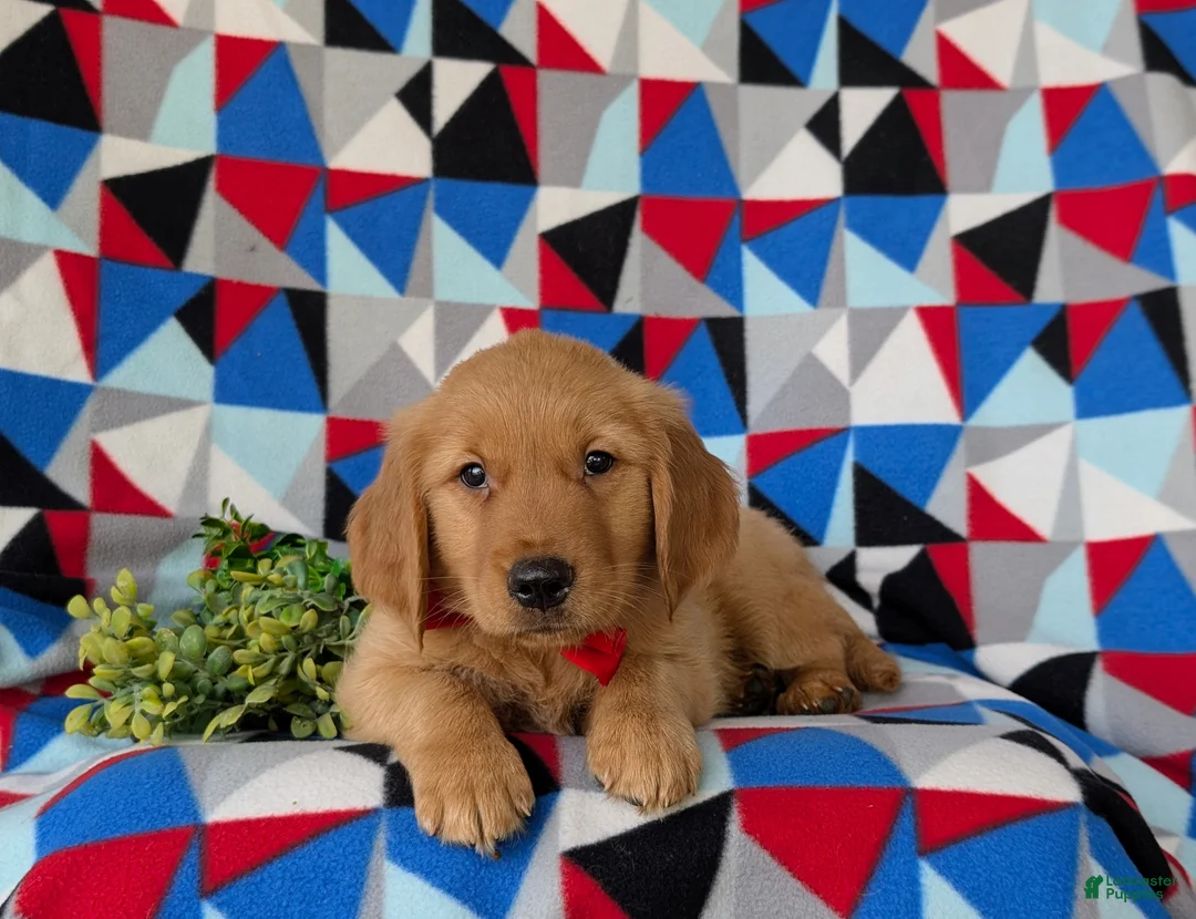 Golden Retriever dogs for sale: Collins - Ad 5