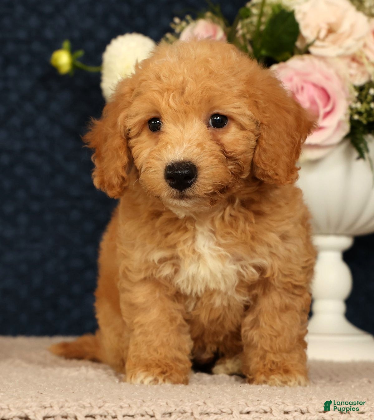 Bichpoo dogs Jasper - Ad 1