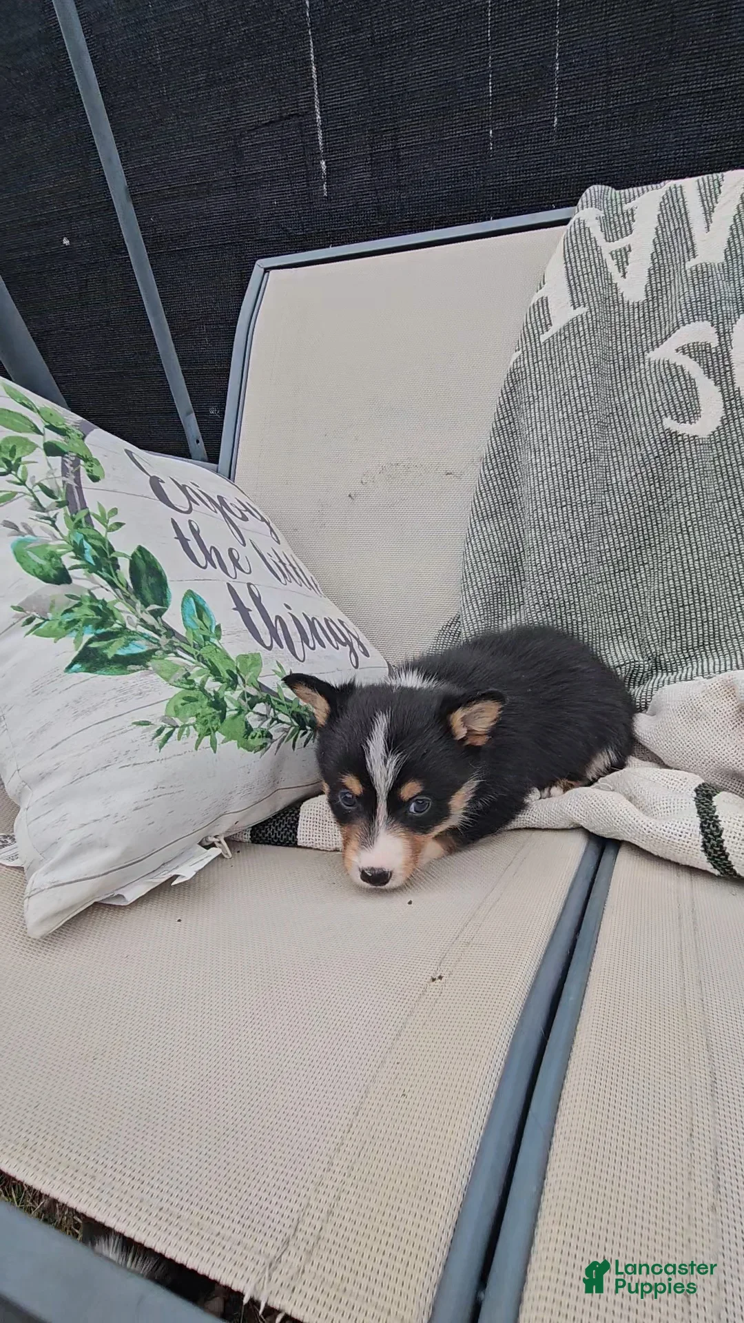 Mixed Breed dogs for sale: Rhett - Ad 5