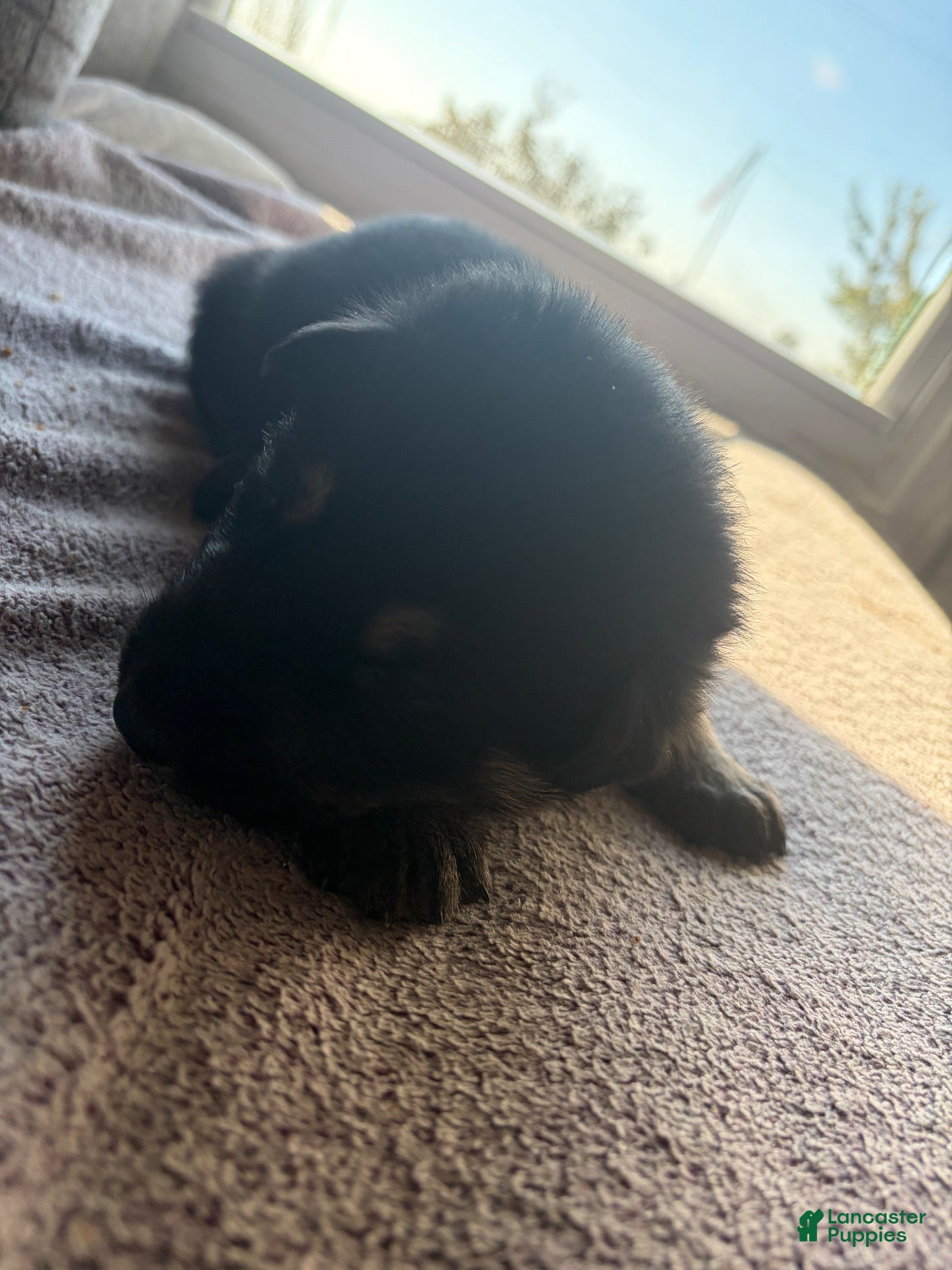 German Shepherd dogs for sale: German Shepherd 1 - Ad 1