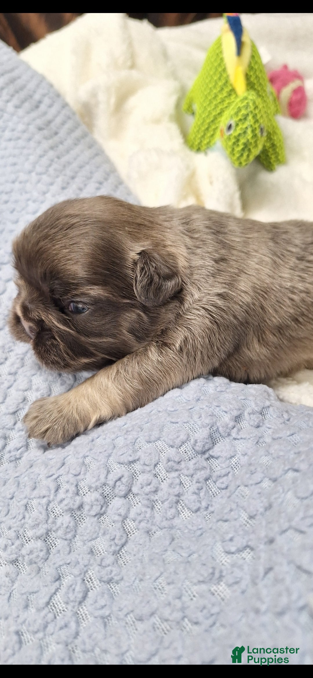 French Bulldog dogs for sale: Fade  - Ad 1