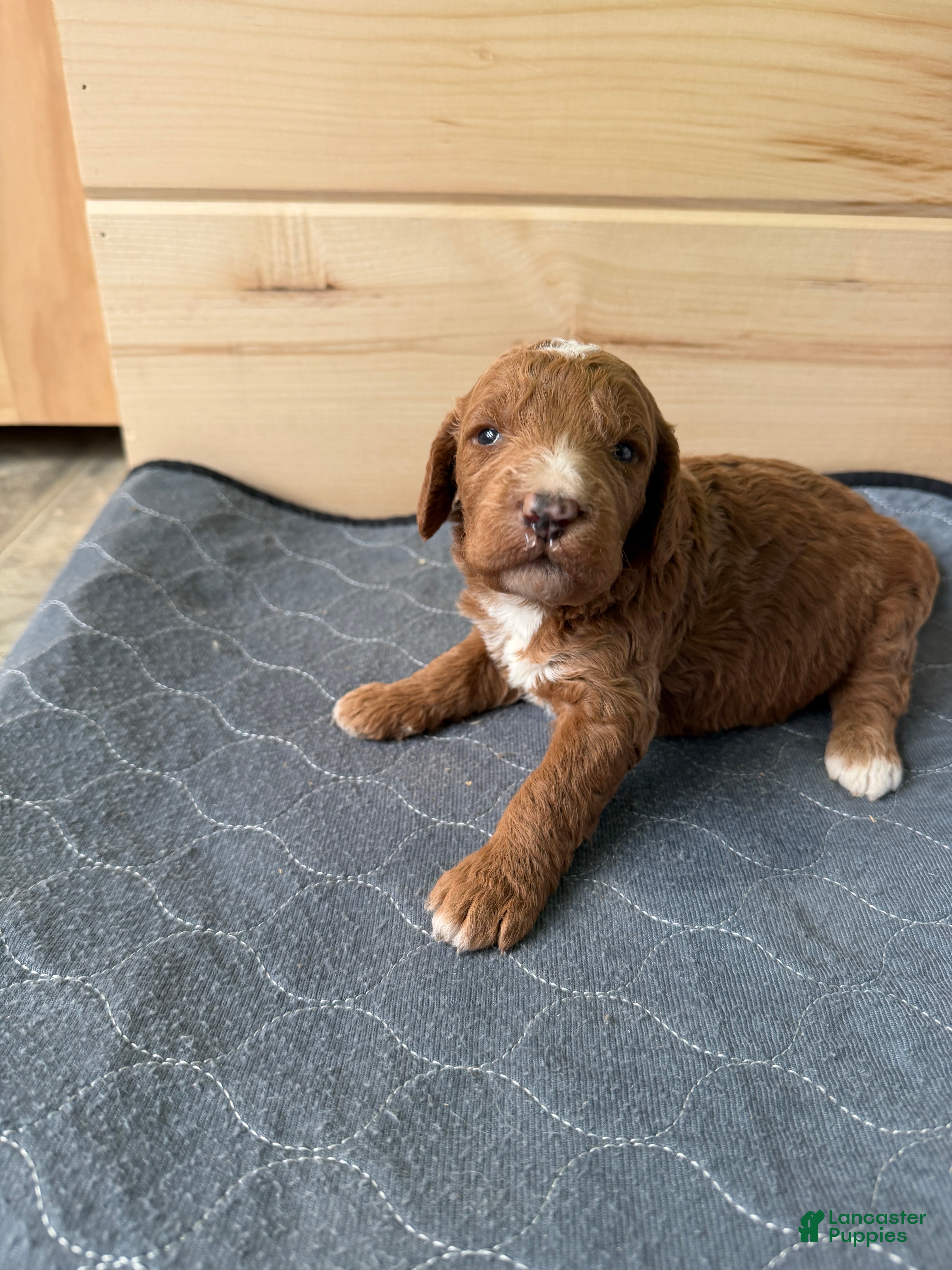 Bernedoodle dogs Tigger  - Ad 41