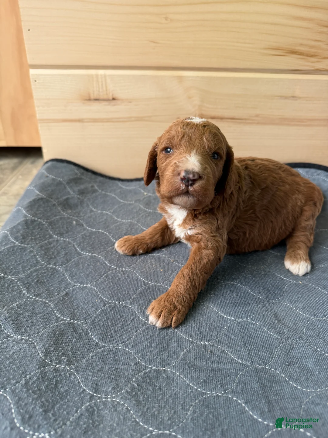 Bernedoodle dogs for sale: Tigger  - Ad 1