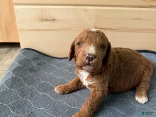Bernedoodle dogs Tigger - Ad 41