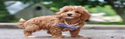 Maltipoo dogs for sale: Leo - Ad 14