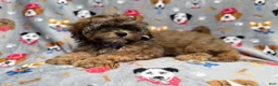 Shihpoo dogs for sale: Drake - Ad 4