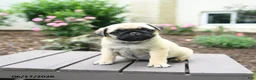 Pug dogs for sale: Kloe - Ad 1