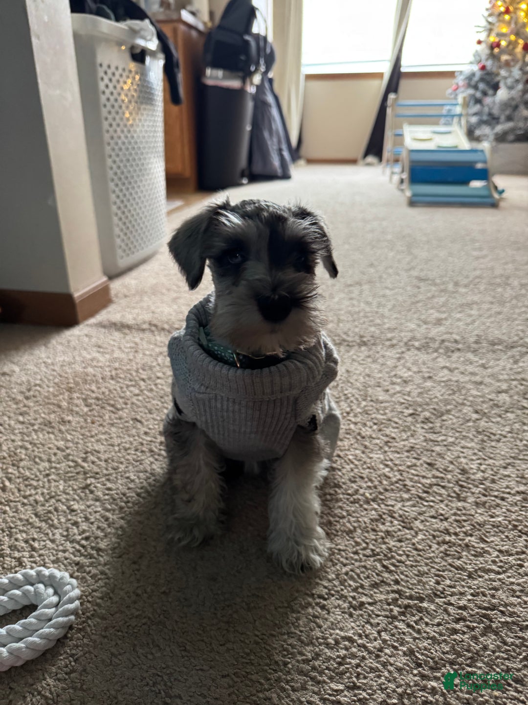 Miniature Schnauzer dogs for sale: Miniature Schnauzer Puppy 1 - Ad 1
