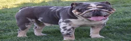Olde English Bulldogge dogs for sale: Scout - Ad 9