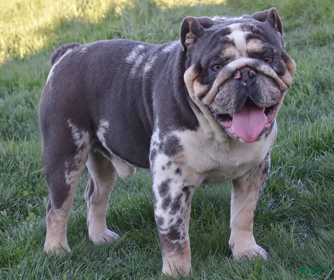 Olde English Bulldogge dogs for sale: Scout - Ad 9