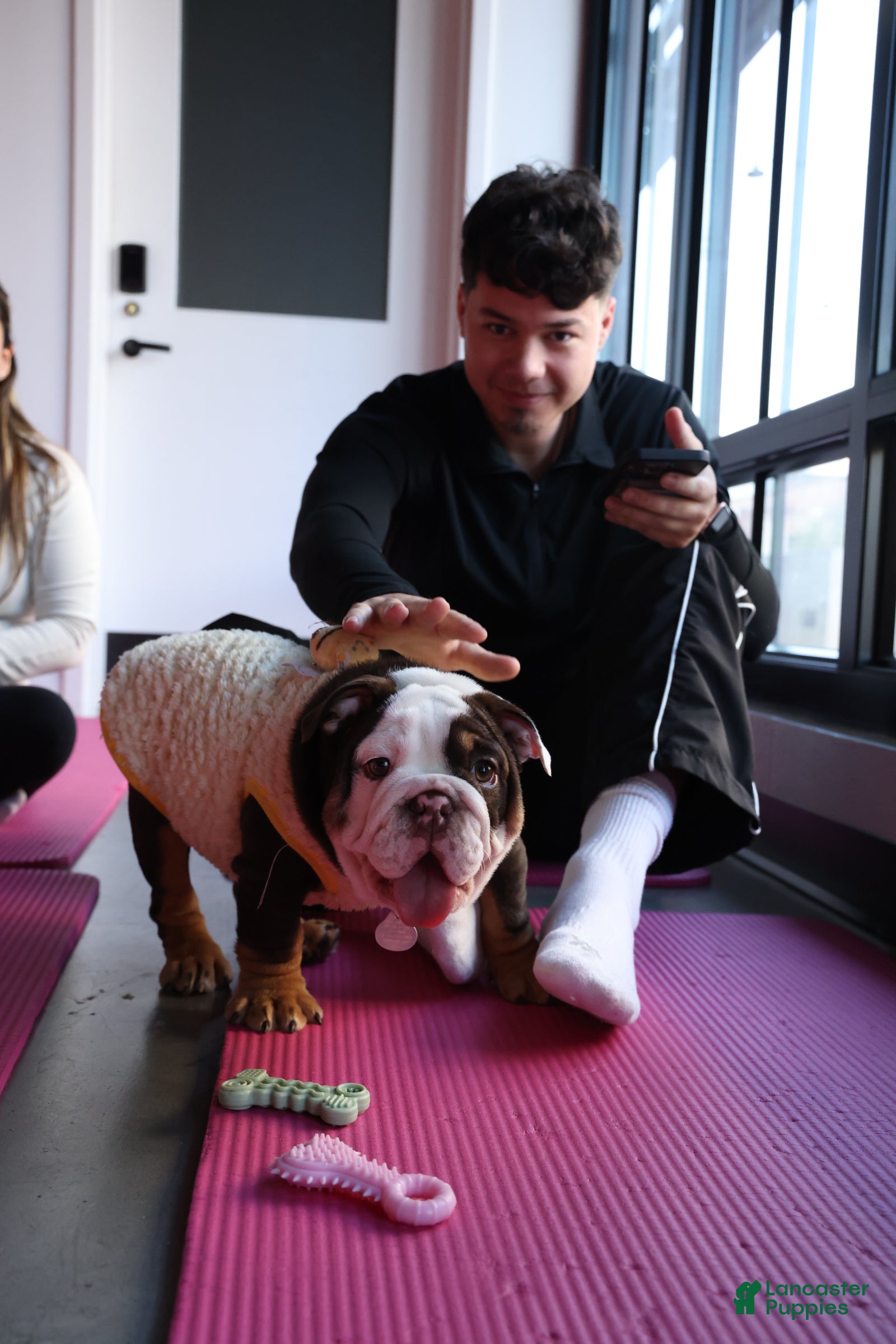 English Bulldog dogs English Bulldog Puppy 1 - Ad 4