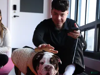 English Bulldog dogs English Bulldog Puppy 1 - Ad 10