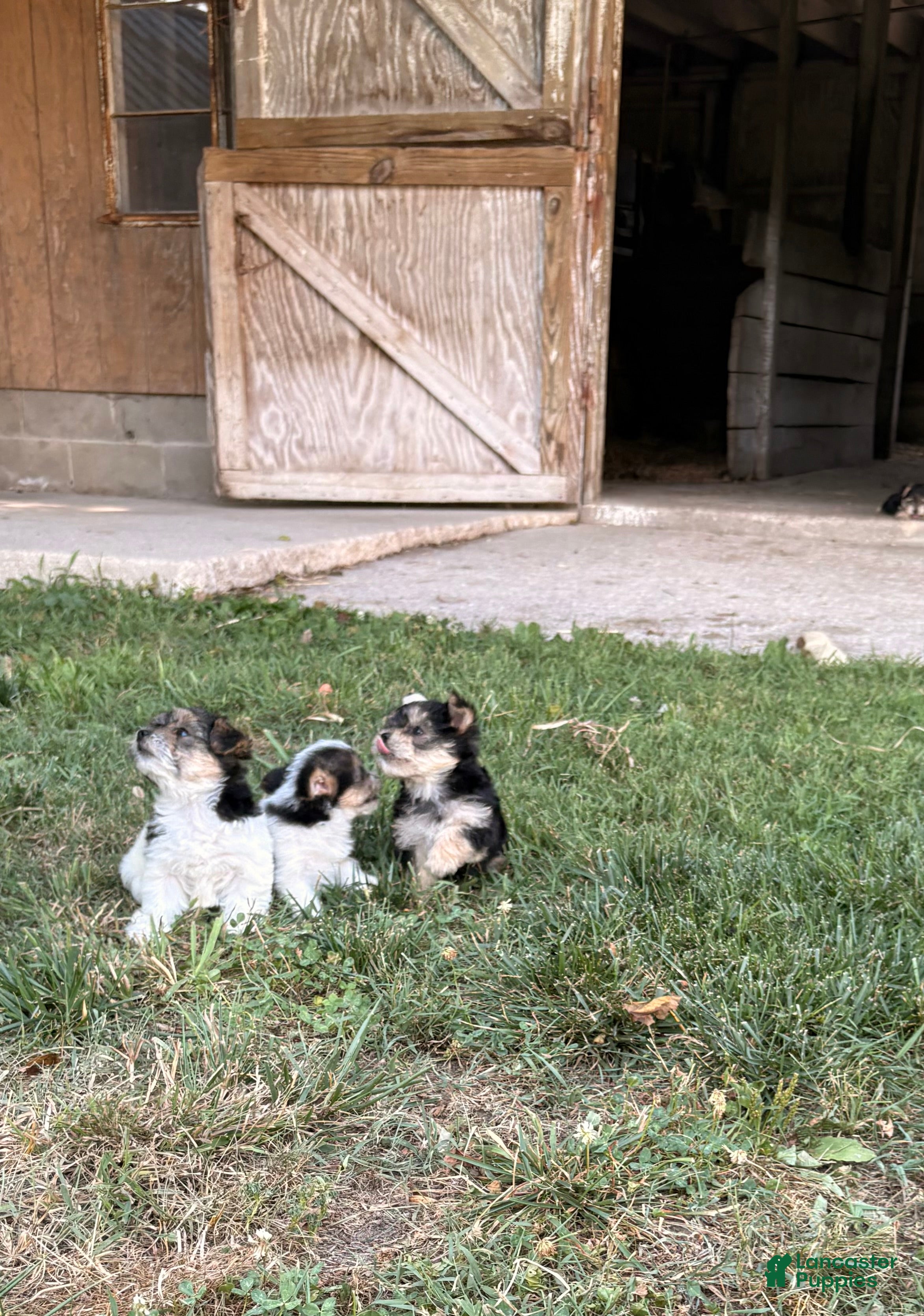 Morkie dogs Cody - Ad 2
