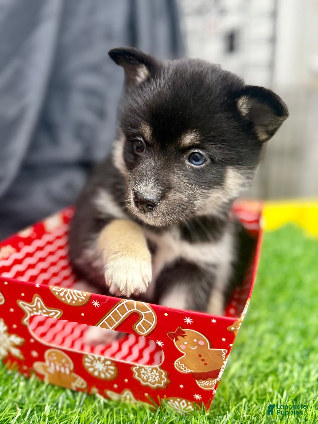 Mixed Breed dogs for sale: Sugar  - Ad 3