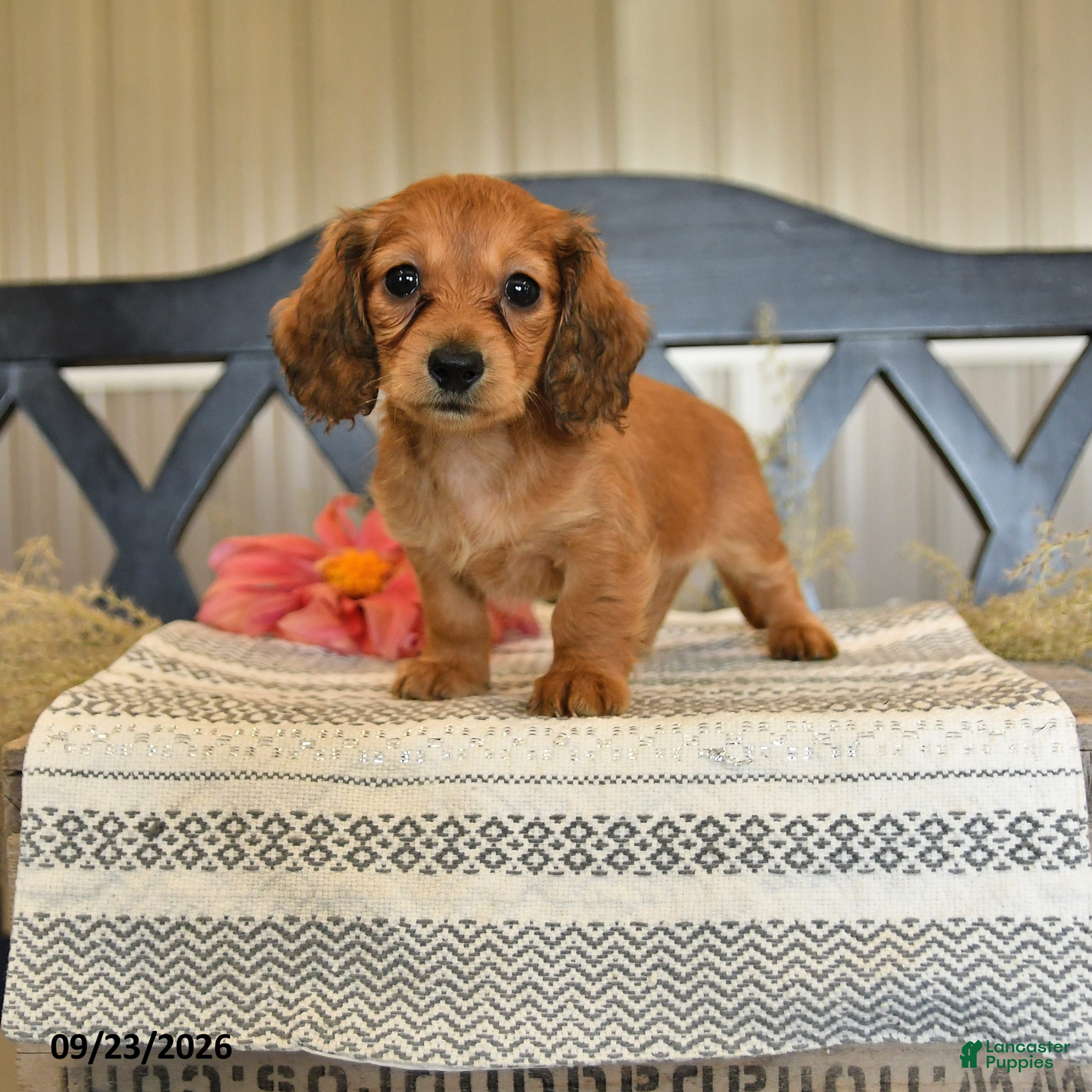 Miniature Dachshund dogs Miracle - Ad 1