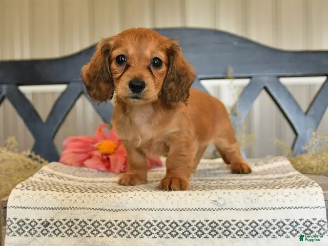 Miniature Dachshund dogs for sale: Miracle - Ad 1