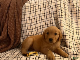 Golden Retriever dogs - Ad 3