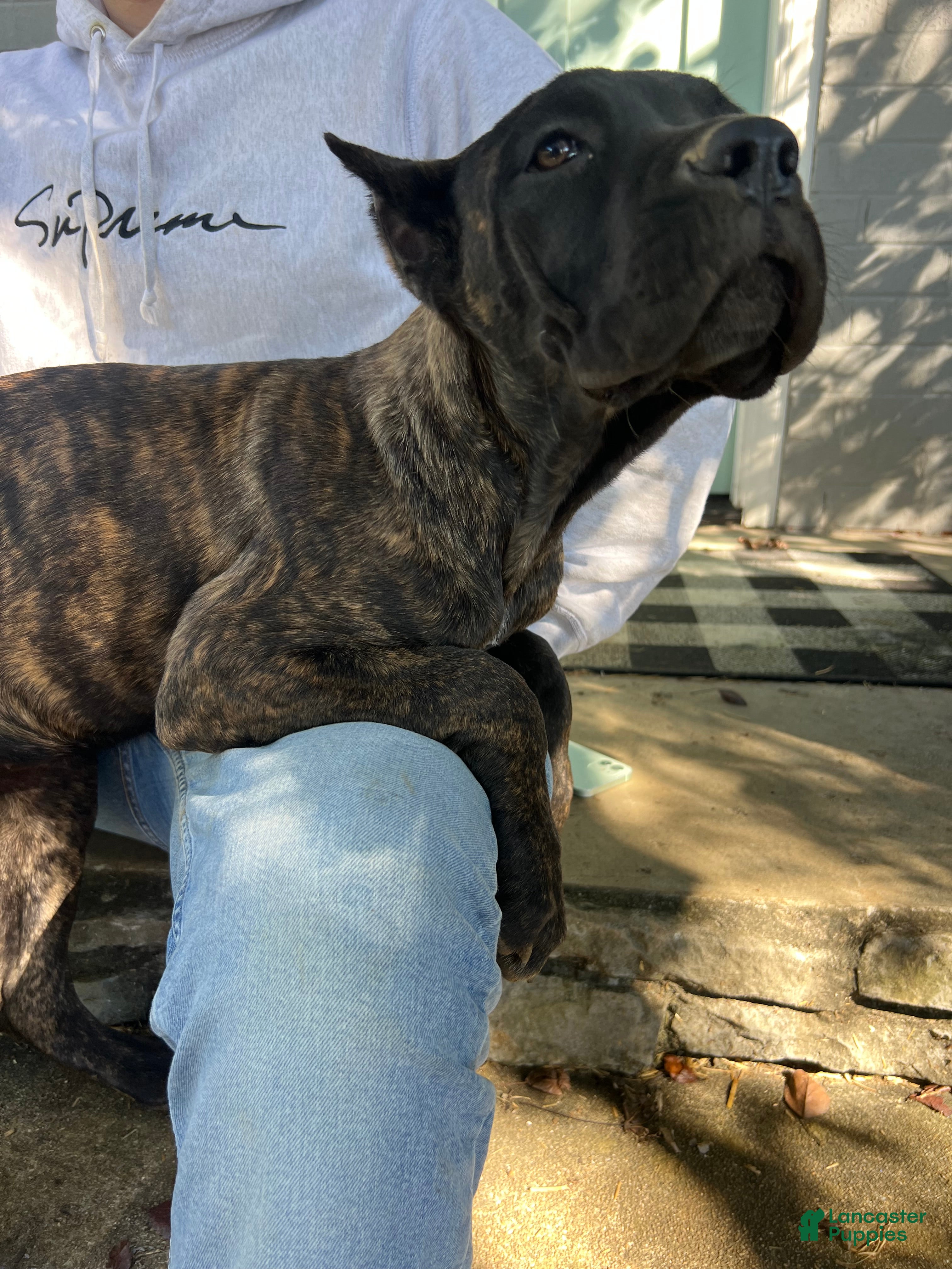 Cane Corso dogs Pink Collar Female - Ad 2