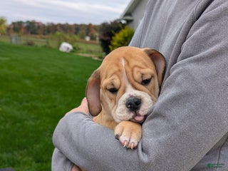 Mixed Breed dogs - Ad 8