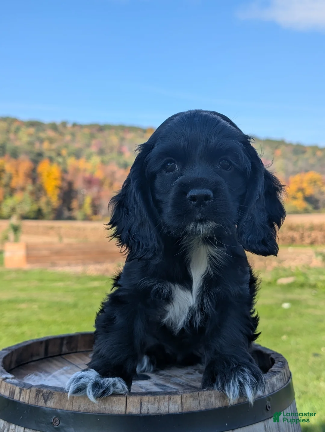 Cocker Spaniel dogs for sale: Casey - Ad 1