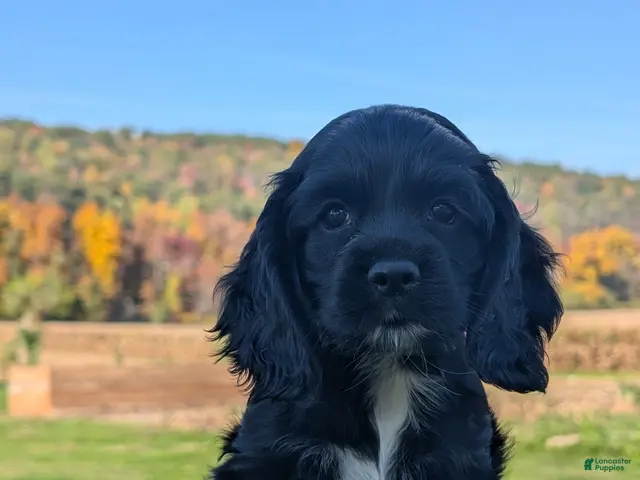 Cocker Spaniel dogs Casey - Ad 1