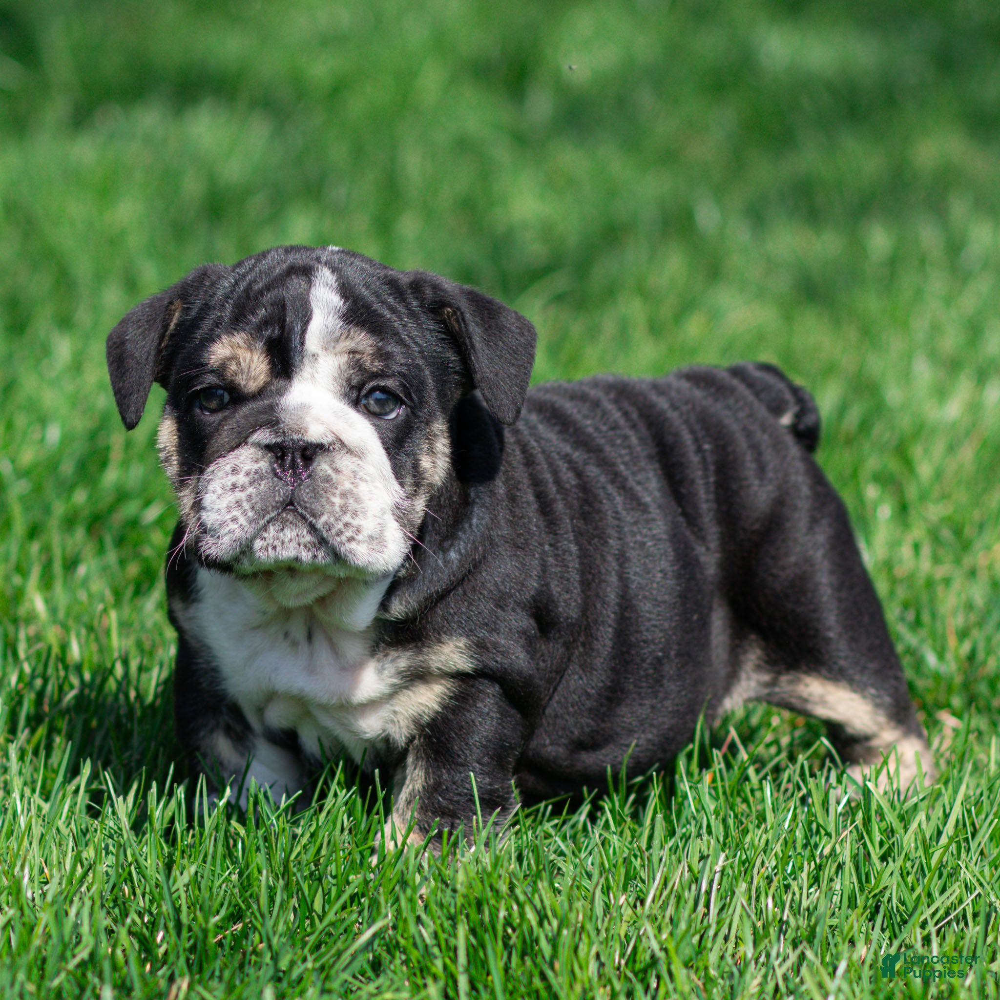 English Bulldog dogs Raven Jet English Bulldog Puppy  - Ad 1