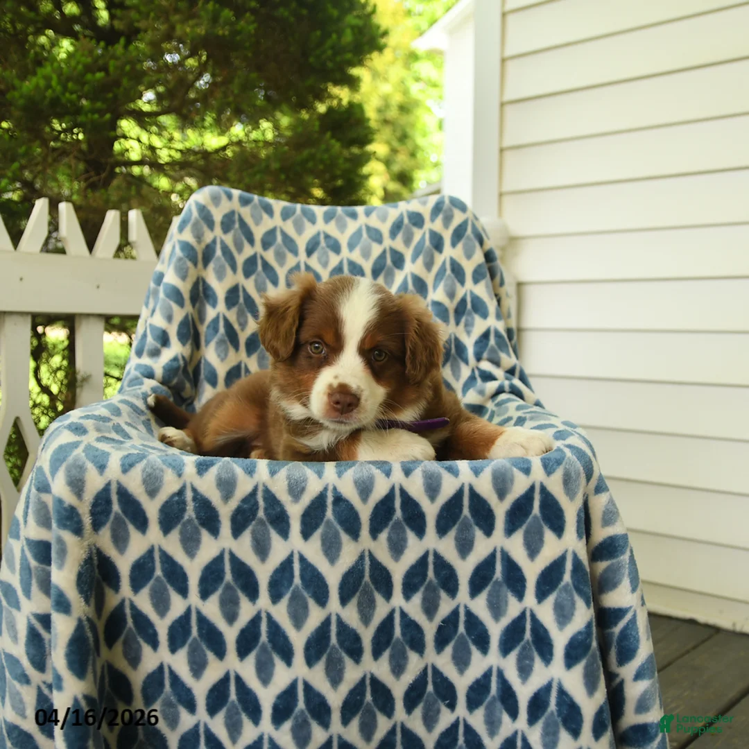 Miniature Australian Shepherd dogs for sale: Dasher - Ad 5