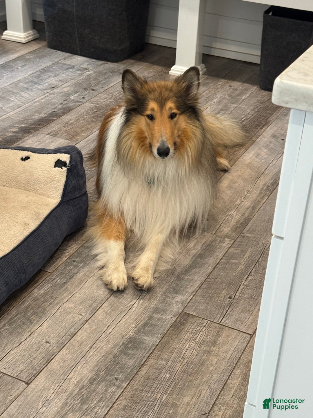 Collie dogs for sale: Collie Puppy 7 - Ad 14