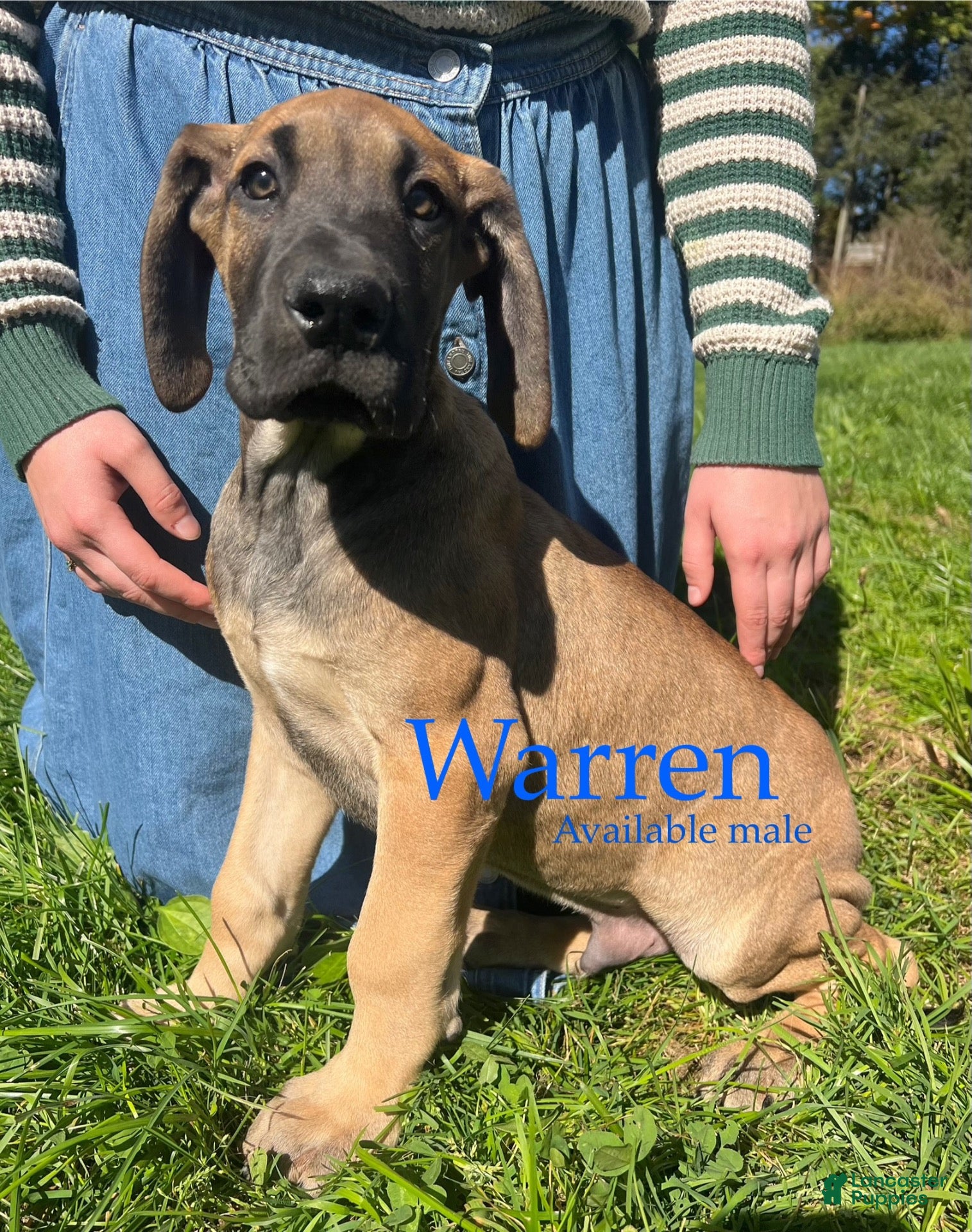 Great Dane dogs Warren - Ad 28