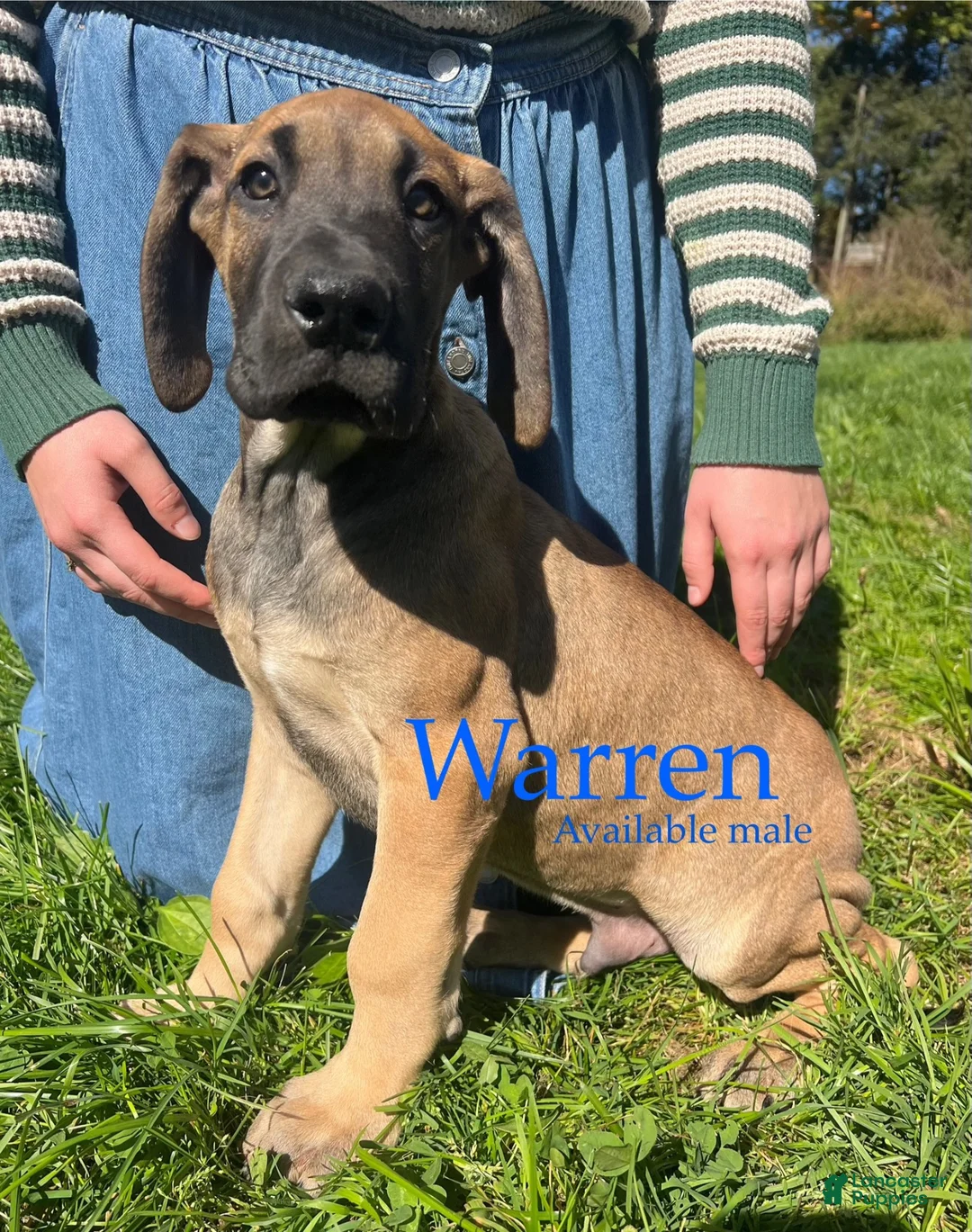Great Dane dogs for sale: Warren - Ad 1