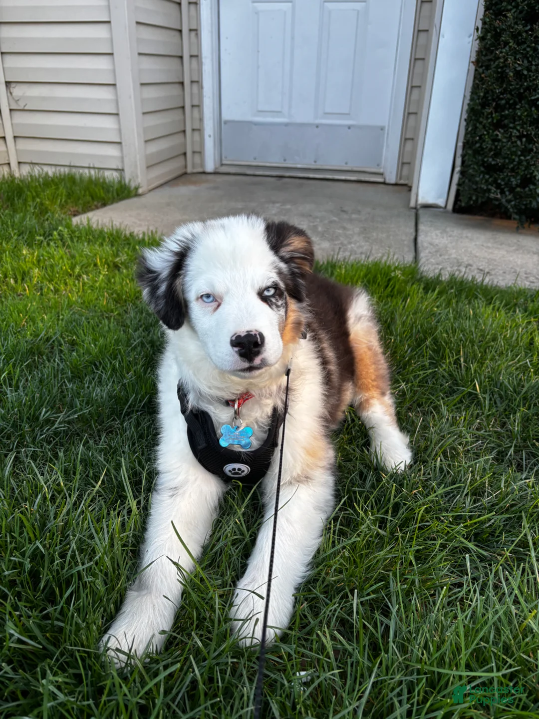 Australian Shepherd dogs for sale: Australian Shepherd Puppy 1 - Ad 2