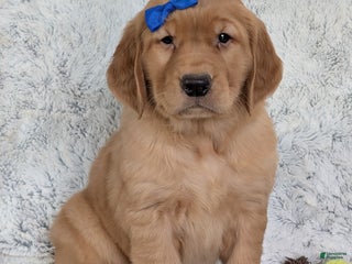 Golden Retriever dogs Mason - Ad 3