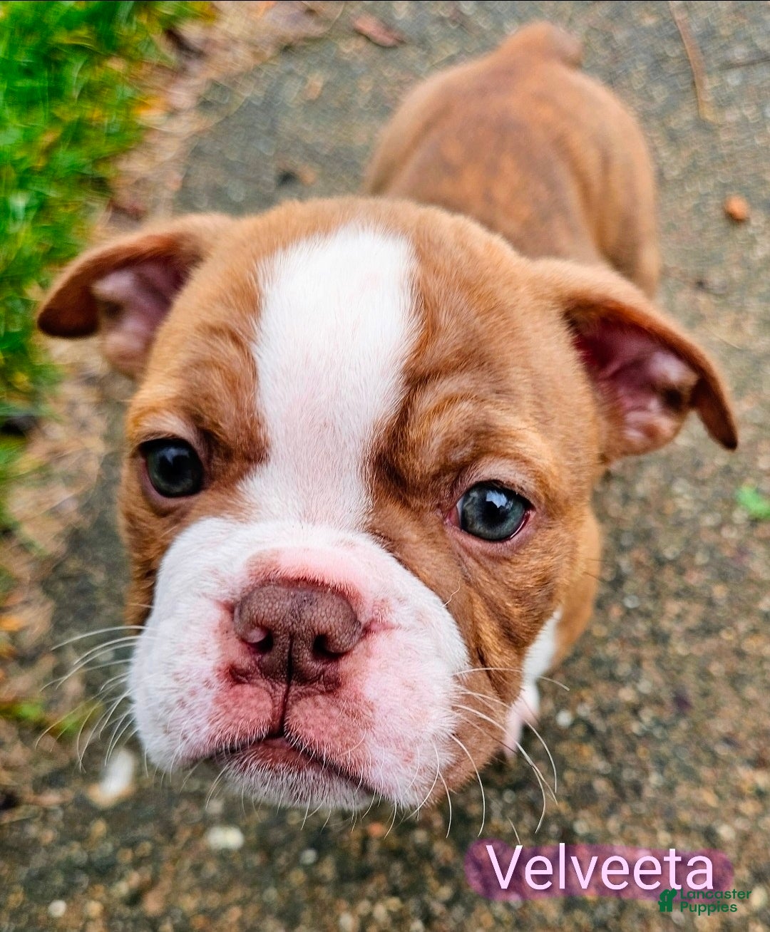 Olde English Bulldogge dogs Velveeta FEMALE - Ad 1