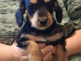 Jackapoo dogs - Ad 5