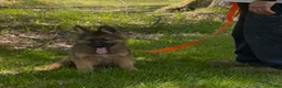 German Shepherd dogs for sale: THALIA - Ad 9
