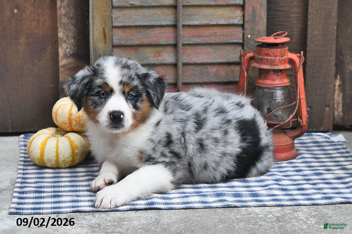 Australian Shepherd dogs Jethro - Ad 2